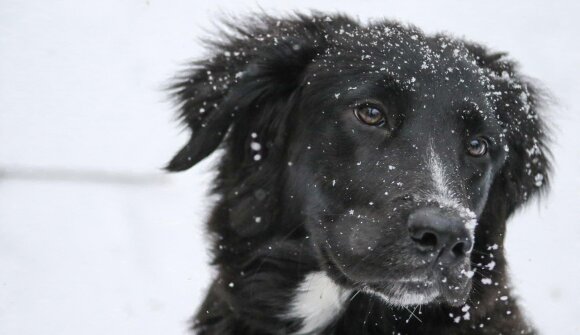 Sulla Neve con i Cani da Valanga