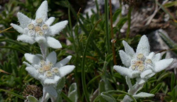 Visita al giardino botanico