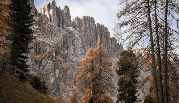 Il potere curativo del bosco