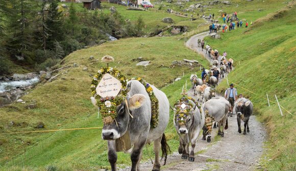 Cattle drive