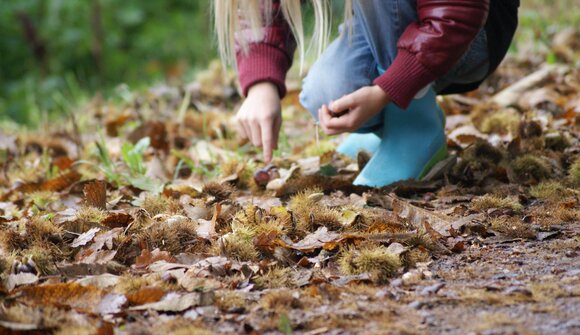 Autumn at the Lechnerhof