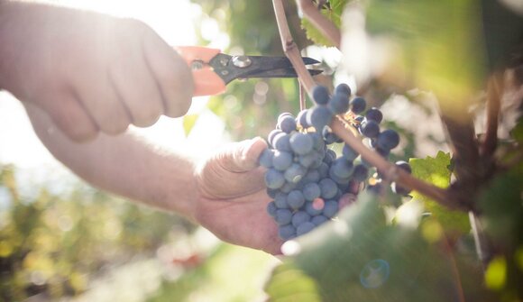 Guided tour through the vineyards