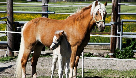 Experience at the Horse Farm