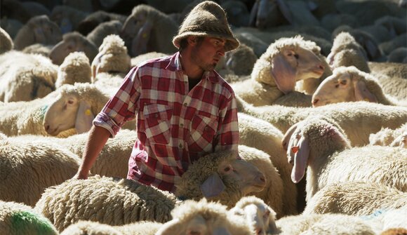 The cattle returns from the alp