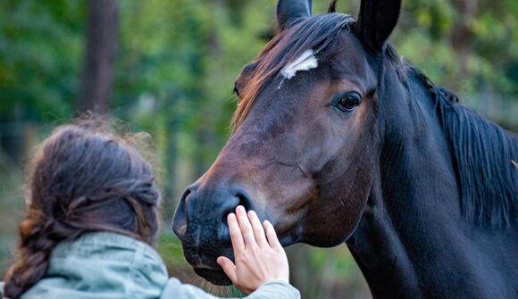 Il mio amico pony