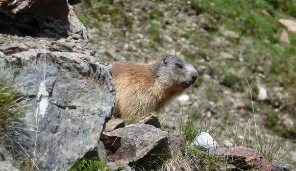 Drei Sommer mit Murmeltieren