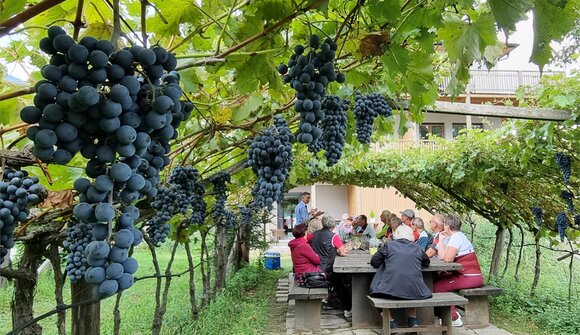 Seltene Natur-Weine