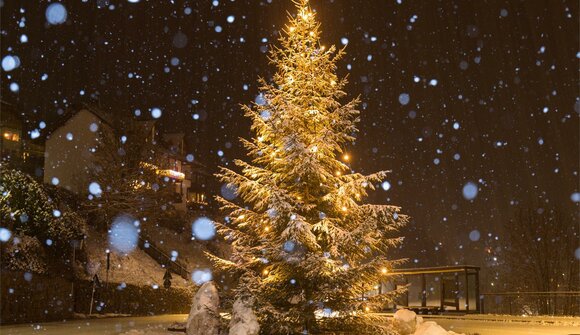 Sale of Christmas Trees