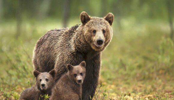 Can humans and bears live together?