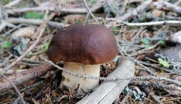 Exhibition of mushrooms