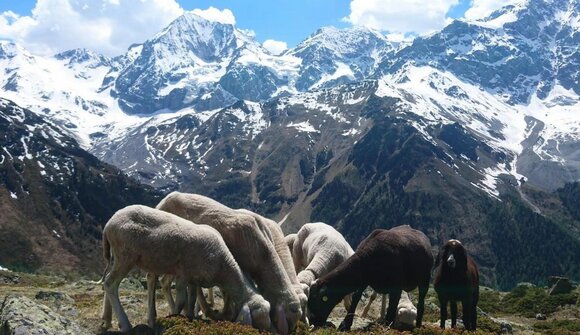 Sheep herding in Solda