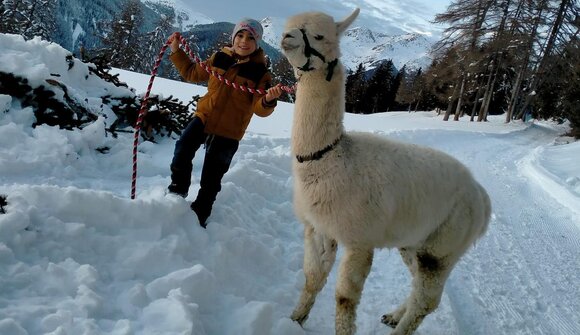 Lama e alpaca trekking a Maranza