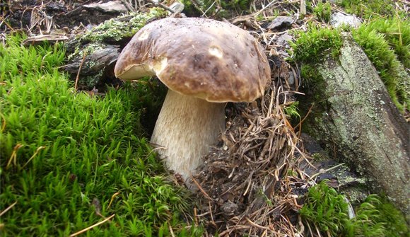 Mushroom exhibition