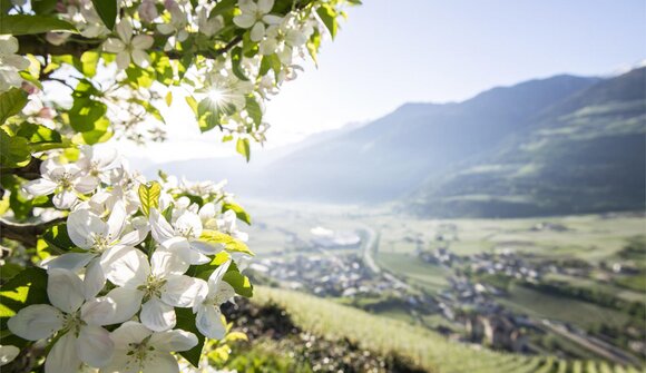 Frühlingswanderung nach Gratsch