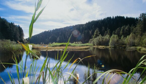 Wanderung: "Moorlandschaften"