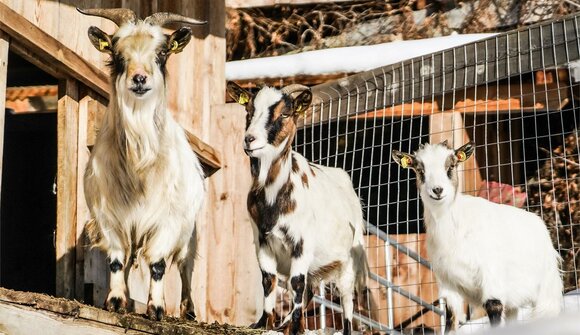 Visita agli animali del maso Ahner