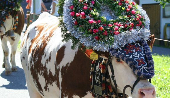 Alpine Cattle Drive in Sorafurcia