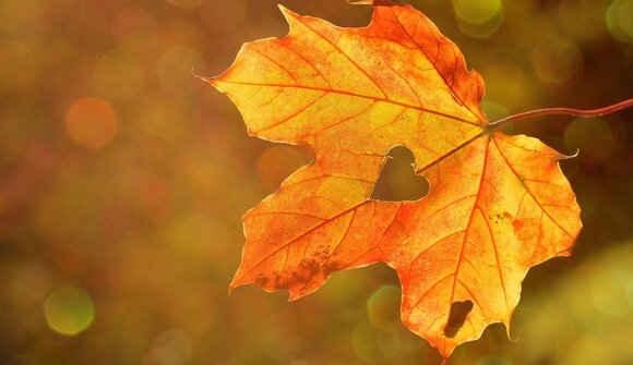 Mindfulness d'autunno