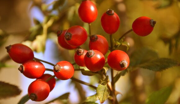 Wildfrüchte im Ultner Herbst