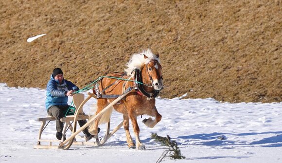 Pferdeschlittenrennen und Skijöring