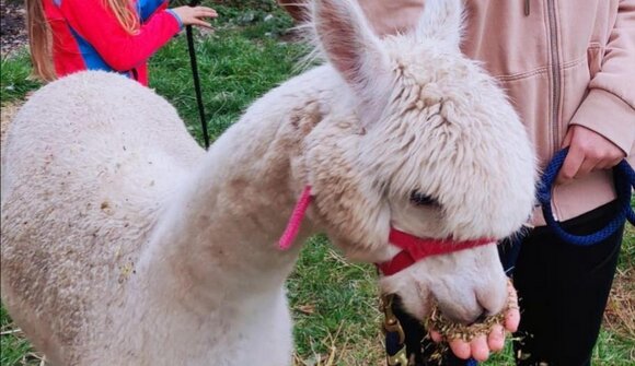 Escursioni con lama e alpaca