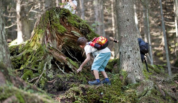 Kleine Förster/innen entdecken den Wald