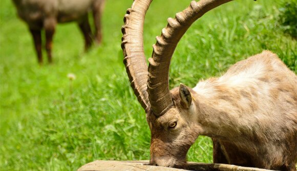 Guided ibex feeding - Mooseum