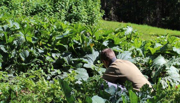 Guided tour of the permaculture gardens