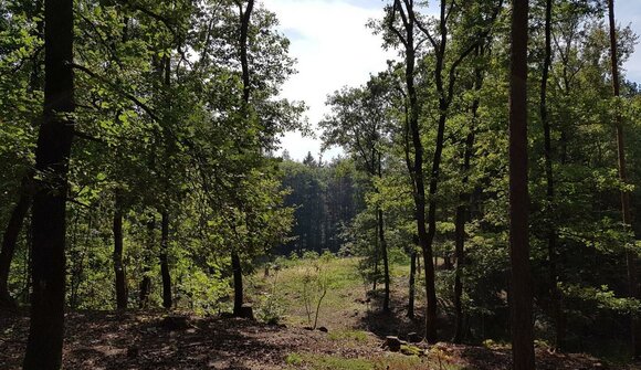 Nature excursion to the forest