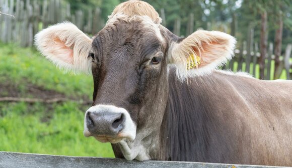 La razza bovina grigio alpina