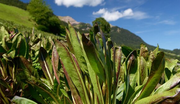 Vendita: radicchio e prodotti locali