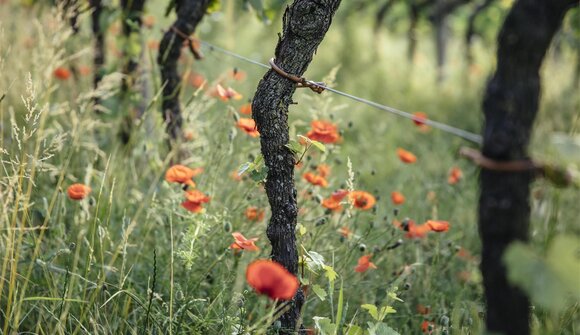 Autunno gourmet: Regione vinicola Sicilia