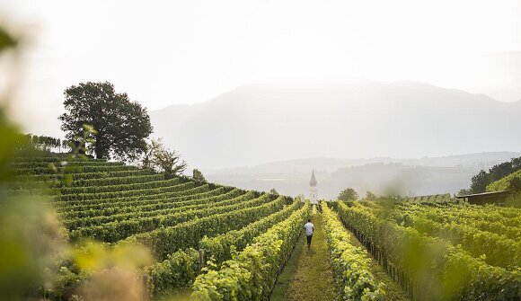 Visita della cantina di San Paolo