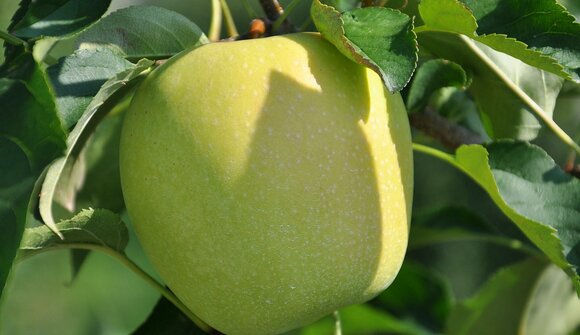 Besichtigung der Obstgen. Terlan