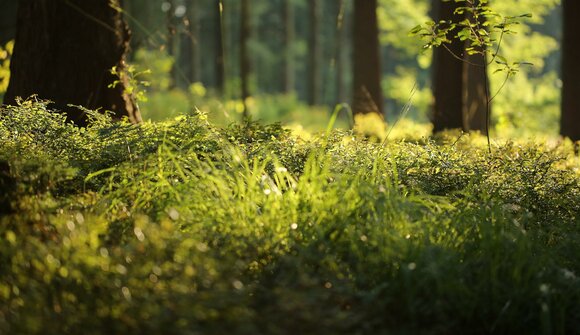 Relaxiamoci nel bosco