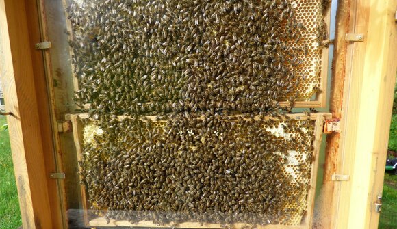 The world of bees, guided tour