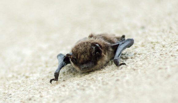 Escursione a tema pipistrelli