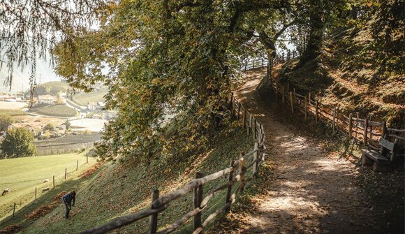 Discovery tour - chestnut groves