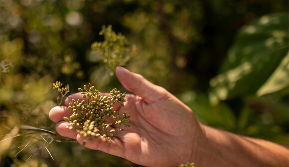 Zwischen Saatgut, Kastanien und Wein