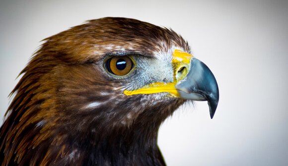 Falconiere al Passo Lusia