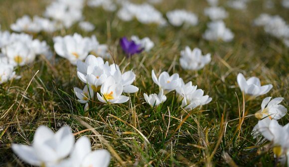 Conferenza: Flora dell'Alto Adige