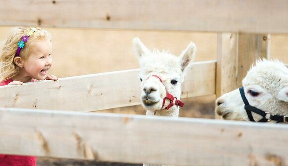 Lama-Schnuppern in Tabland