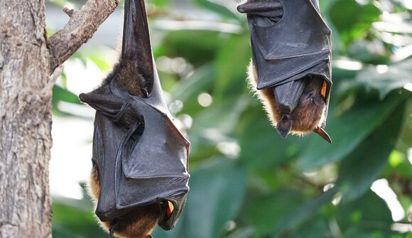 Escursione a tema pipistrelli