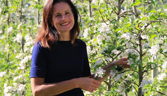 The apple cultivation of Parcines