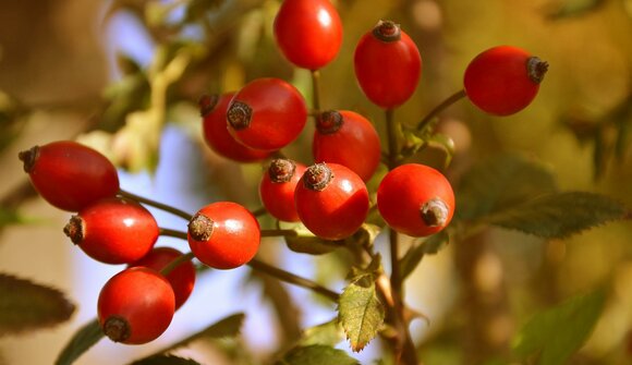 Wanderung: Wildbeeren & Wildfrüchte