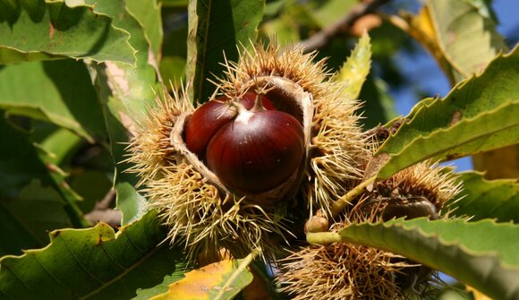 Chestnut Week in Albiano