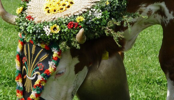 Festa di Transumanza di Montechiaro