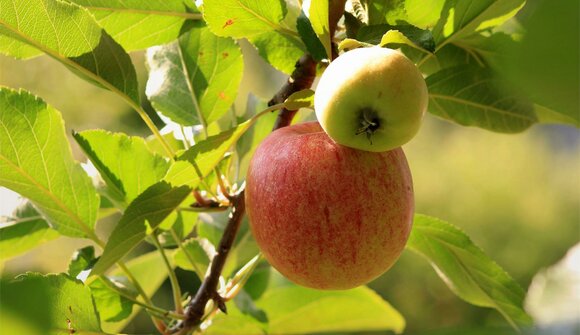 Apple tour through the apple meadows