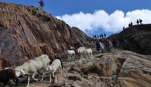 Transhumance of the sheep