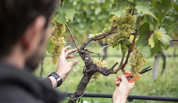 Weinverkostung im Weingut Bergmannhof